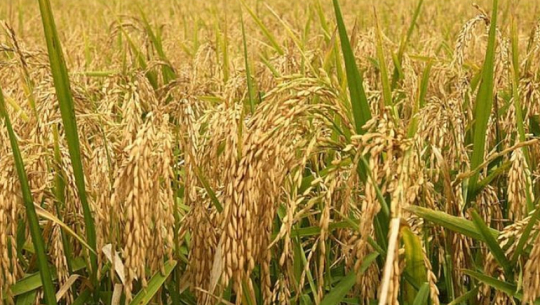 कञ्चनपुरमा धान उत्पादनमा वृद्धि