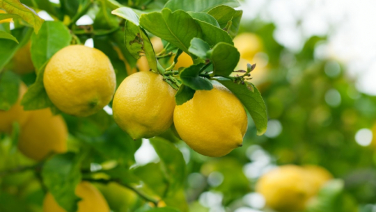 विस्तार हुँदै कागती खेती