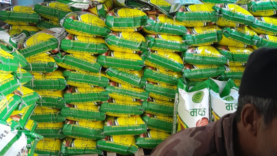 डोटीमा उत्पादित उन्नत मकैको बीउ झापामा बिक्री