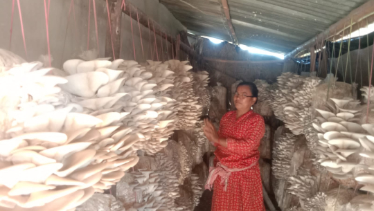 कैलालीमा व्यावसायिक च्याउखेतीबाट मनग्य आम्दानी