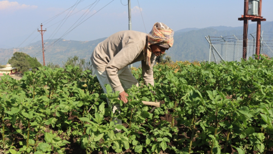 ९० वर्षको उमेरमा कृषि र पशुपालनमा सक्रिय डडेल्धुराका भट्ट