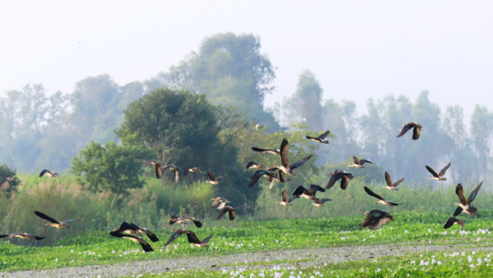 Migratory birds start flocking to Kailali-Kanchanpur's wetlands