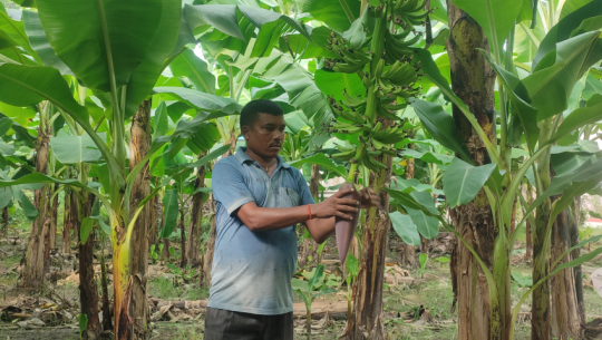 Banana farming brings annual income of Rs 10 lakhs for Kanchanpur farmer