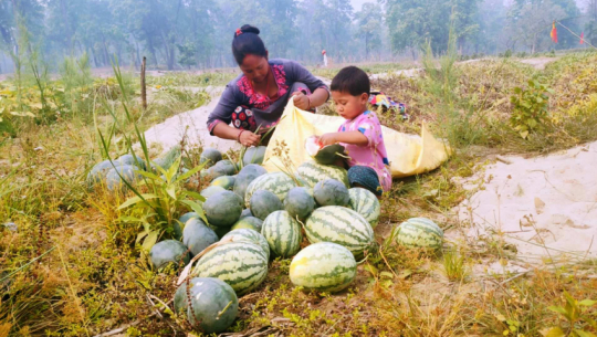 Over 200 families sustain livelihoods through watermelon farming in Shuklaphanta