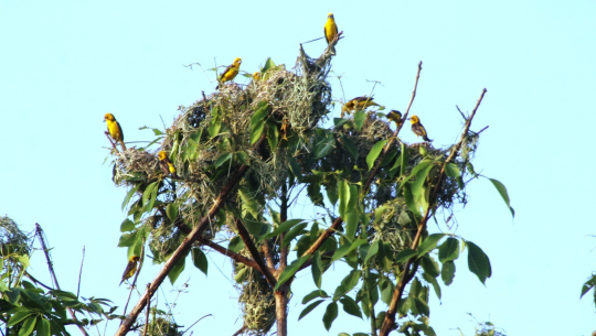 शुक्लाफाँटा राष्ट्रिय निकुञ्जमा दुर्लभ सुनौलो तोपचराको सङ्ख्या घट्यो