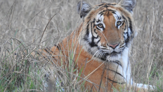 शुक्लाफाँटा राष्ट्रिय निकुञ्जका पाटे बाघहरु नामकरण गरिए
