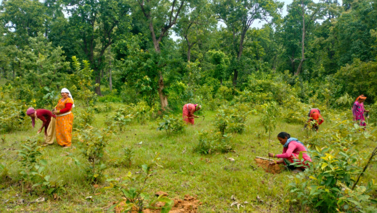 वृक्षरोपणमा चासोः संरक्षणमा उदासिनता
