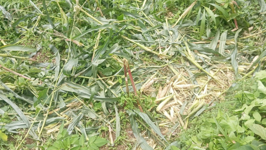 जङ्गली जनावरको आतङ्कले खेतबारीमै बास