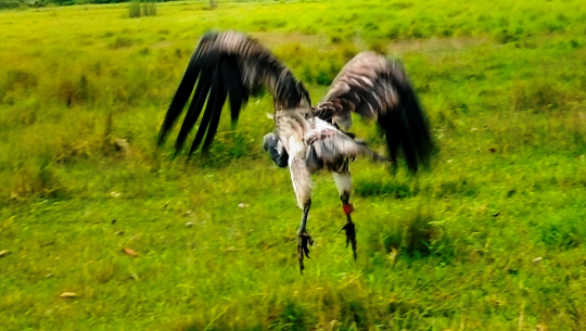 आठ दिनको उपचारपछि पुनर्जीवन पाएको सानो खैरो गिद्ध