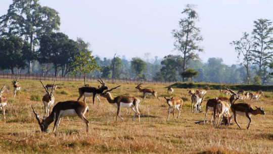 शुक्लाफाँटामा  दुर्लभ वन्यजन्तु कृष्णसारको सङ्ख्यामा वृद्धि