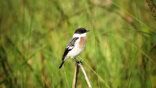 शुक्लाफाँटामा विश्वकै दुर्लभ १९ प्रजातिका चरा