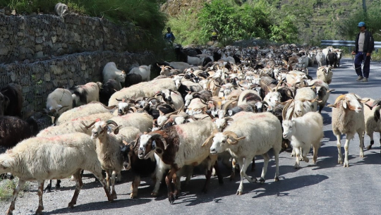 यस वर्ष सस्तियो भेडाच्याङग्राको मूल्य