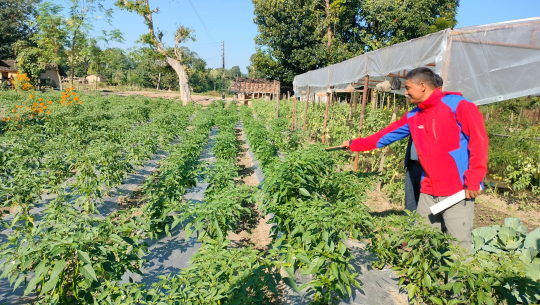 व्यावसायिक तरकारीखेती गरेर आत्मनिर्भर बन्दै शुक्लाफाँटाका मुक्तकमैया