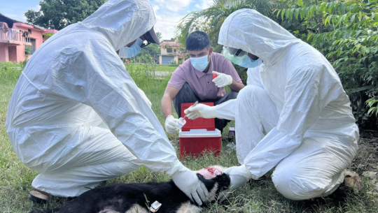 Rabies cases rising alarming rate in far west province