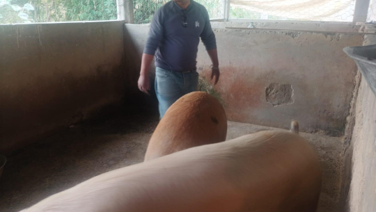 स्वदेशमै आम्दानी पनि, खुसी पनि