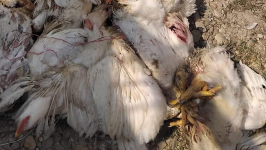 कैलालीमा मरेको ब्रोइलर कुखुराको मासु खाएर बिरामी भएका दुई बालकको मृत्यु  
