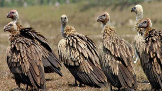 Vultures increasing in Kanchanpur