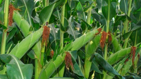 दाङमा मकै उत्पादनमा वृद्धि