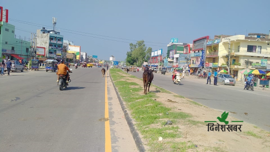 कैलालीको ६ लेन सडकको खाली भाग उजाड, कार्यान्वयन भएन फूलबिरुवा लगाउने सम्झौता