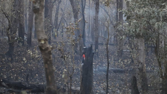 Shuklaphanta national park ravaged by fires amid prolonged dry spell