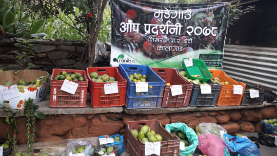 डोटीको मुडेगाउँमा आँप प्रदर्शनी