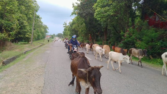 कैलाली-कञ्चनपुरका राजमार्गमा सवारीसाधन भन्दा छाडा चौपाया बढी
