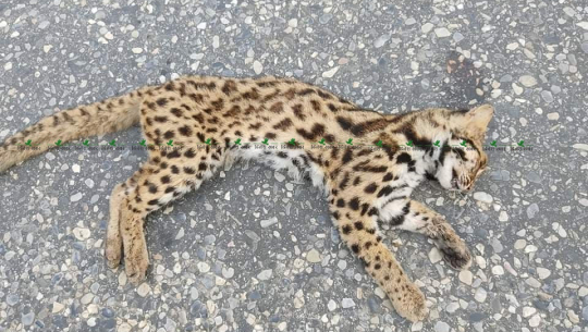 Leopard cub found dead in Baitadi
