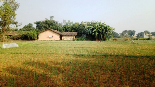 Farmers in Pipaladi, Kanchanpur, boost income through garlic cultivation