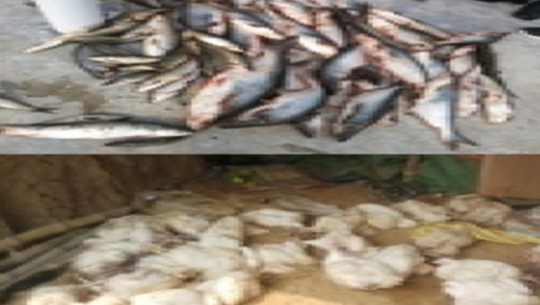 Customs-evaded fish and chicken seized in Kailali