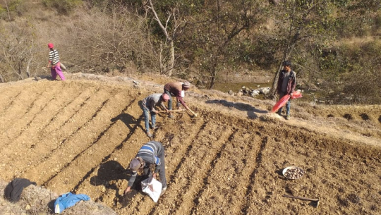 डडेल्धुरामा आलु थन्कियो, कमिसनको चक्करमा भारतीय आलु खरिदबिक्री