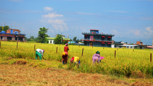 सुदूरपश्चिममा धान उत्पादन बढ्ने