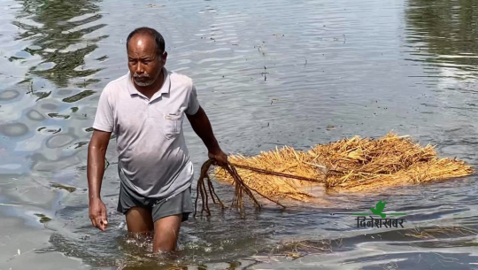 बेमौसमी वर्षापछि नोक्सानी व्यहोरेका किसानलाई प्रतिहेक्टर ४० हजार क्षतिपूर्ति दिनुपर्ने माग