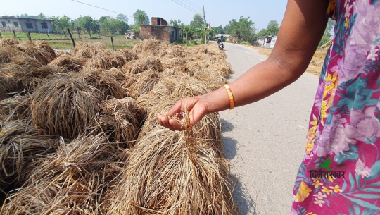 कैलाली–कञ्चनपुरमा जग्गा अधियाँ लिएर खेती गर्ने किसान मर्कामा, धान उम्रिएपछि बिल्लबाठ