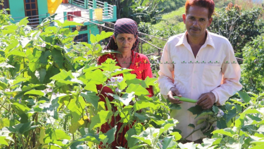 तरकारी व्यवसायमा जमेको दार्चुलाका सामन्त जोडी
