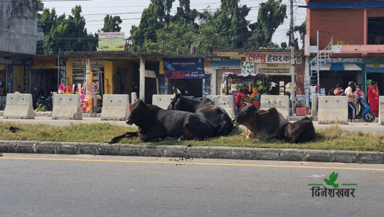 एक दिन पूजिने गाई वर्षभरी कैलाली–कञ्चनपुरका सडकमा