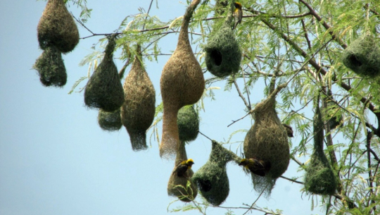 शुक्लाफाँटामा मात्रै पाइने दुर्लभ सुनौलो तोप चरा संरक्षण गरिँदै