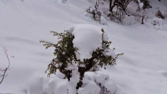 बाजुरामा हिमपात, कृषकलाई राहत