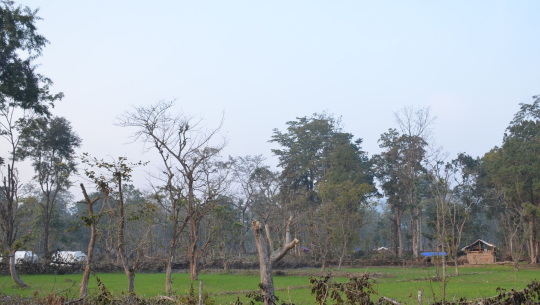 कैलालीमा चुरे फेदीको वन नक्कली पहिरोपीडित बनेर कब्जा