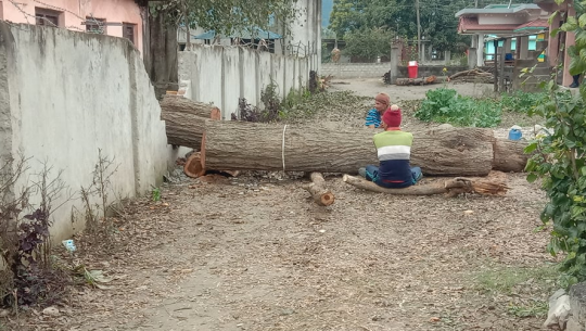 डडेल्धुरामा अनुमति बिना सिसमका रुख कटानः पक्राउ परेका दुई जनालाई जमानीमा छाडियो