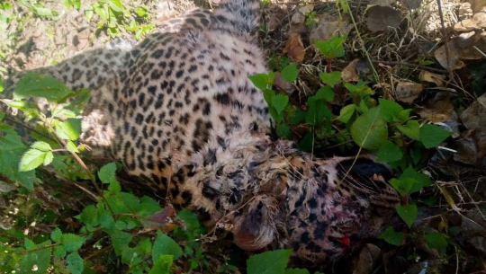बझाङमा चितुवा मृत भेटियो