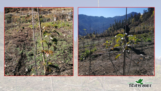 बाजुरामा सफल हुँदै जङ्गली मेलमा नास्पाती फलाउने योजना