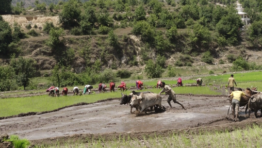 वर्षा नहुँदा डडेल्धुराका किसानलाई रोपाईं गर्न समस्या