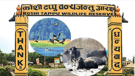 कोशीटप्पु वन्यजन्तु आरक्ष: पर्यटकको आकर्षण बढ्यो