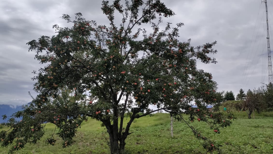 बाजुराको ‘अर्गानिक’ स्याउ धनगढी आउदैँ, कहिले पुग्छ ?