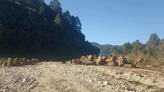 Doti community forest imposes Rs 50,000 fine for illegal tree cutting
