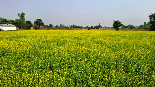 कञ्चनपुरमा ‘मलखाद र यान्त्रिकीकरणको अभावमा तोरीको उत्पादन बढाउन गाह्रो’