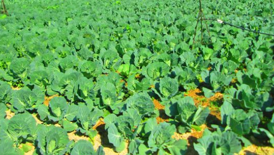 फाइल फोटो