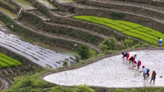 सुदूरपश्चिमको कृषि क्षेत्रमा चुनौती बढे पनि सम्भावना प्रशस्त