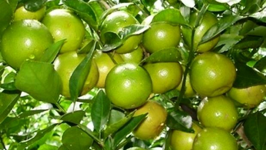 कैलालीका किसानको कागती खेतीतर्फ आकर्षण बढ्दै