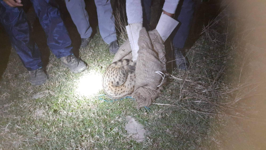 कैलालीमा चितुवाको बच्चा फेला, वन कार्यालयलाई बुझाइयो 